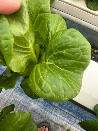 지용진님의 상추 · 병해충상담 작성글 사진