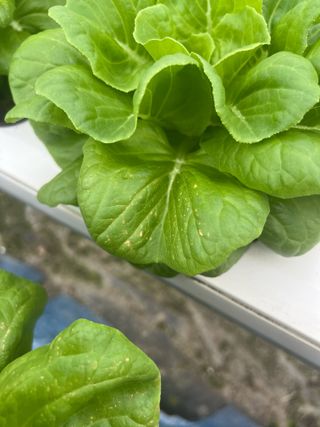 지용진님의 상추 · 병해충상담 작성글 사진