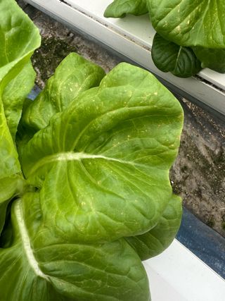 지용진님의 상추 · 병해충상담 작성글 사진