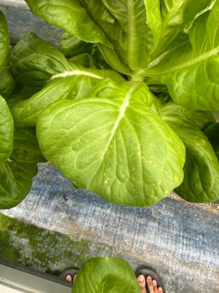 지용진님의 상추 · 병해충상담 작성글 사진