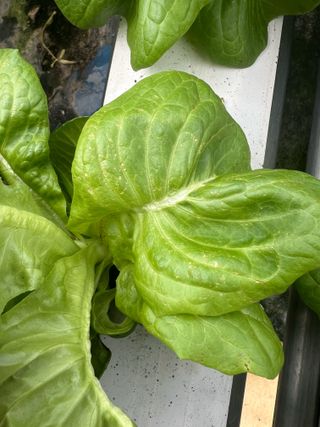 지용진님의 상추 · 병해충상담 작성글 사진