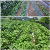 팜모닝 팜모닝·출석 게시글 이미지