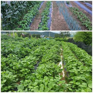 칠곡가산 최지훈님의 팜모닝 · 출석 작성글 사진