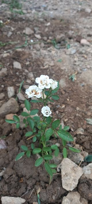 장만월님의 자유주제 · 자유게시판 작성글 사진