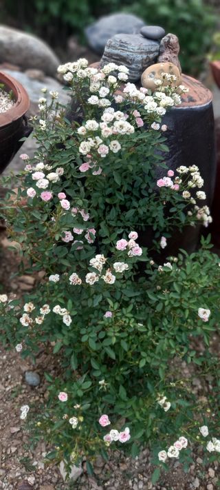 장만월님의 자유주제 · 자유게시판 작성글 사진