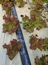 팜모닝 상추·병해충상담 게시글 이미지