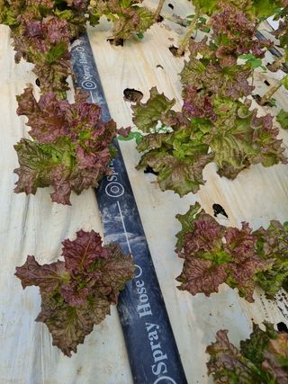 귀농부인농장님의 상추 · 병해충상담 작성글 사진