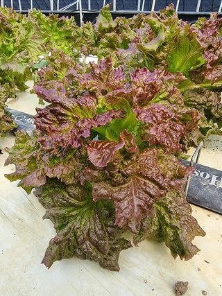 귀농부인농장님의 상추 · 병해충상담 작성글 사진