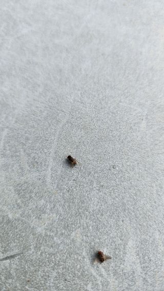 민완식님의 농사, 무엇이든 물어보세요! · 참여글 작성글 사진