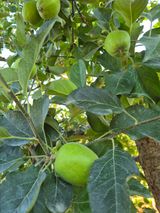 팜모닝 사과·영농일지 게시글 이미지