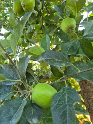 황보단님의 사과 · 영농일지 작성글 사진