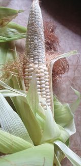 팜모닝 자유주제·자유게시판 게시글 이미지