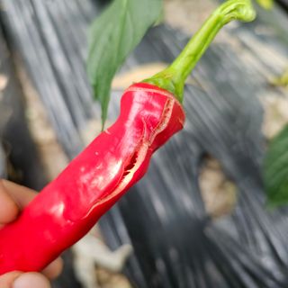 정맨님의 고추 · 병해충상담 작성글 사진