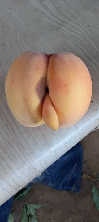 유종수님의 복숭아 · 영농일지 작성글 사진