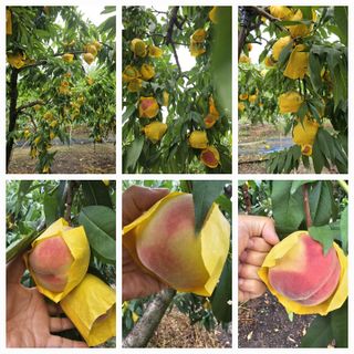 뿌리묘목농원님의 자유주제 · 자유게시판 작성글 사진