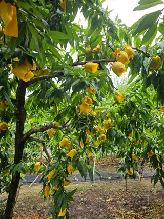 뿌리묘목농원님의 자유주제 · 자유게시판 작성글 사진