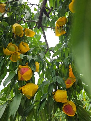 뿌리묘목농원님의 자유주제 · 자유게시판 작성글 사진