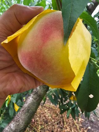 뿌리묘목농원님의 자유주제 · 자유게시판 작성글 사진