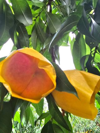 뿌리묘목농원님의 자유주제 · 자유게시판 작성글 사진