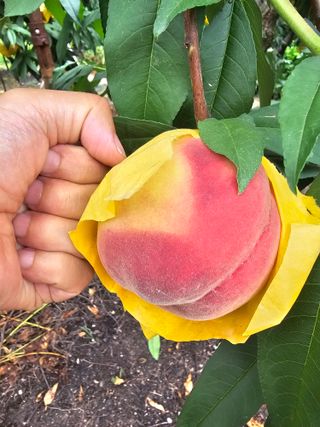 뿌리묘목농원님의 자유주제 · 자유게시판 작성글 사진