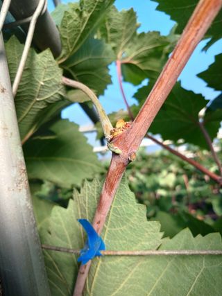 W님의 포도 · 병해충상담 작성글 사진