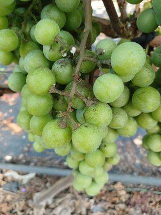 W님의 포도 · 병해충상담 작성글 사진