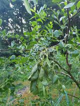 팜모닝 기타작물·병해충상담 게시글 이미지