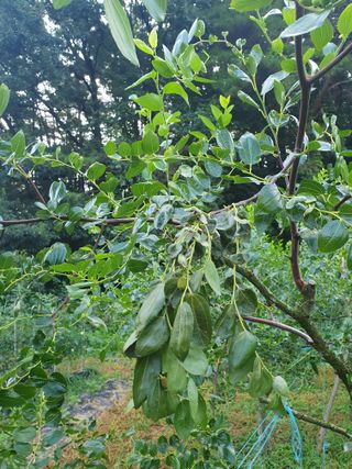 큰골왕자님의 기타작물 · 병해충상담 작성글 사진