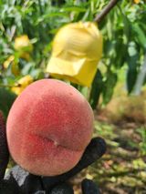 팜모닝 자유주제·자유게시판 게시글 이미지