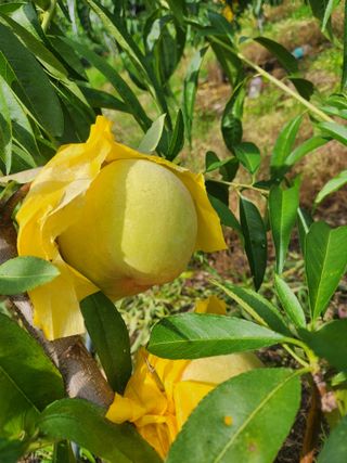 행복농원님의 자유주제 · 자유게시판 작성글 사진