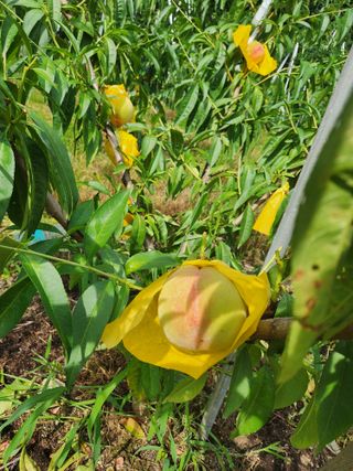 행복농원님의 자유주제 · 자유게시판 작성글 사진