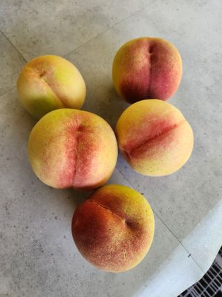 행복농원님의 자유주제 · 자유게시판 작성글 사진