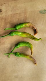 팜모닝 고추·병해충상담 게시글 이미지