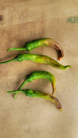 김성종님의 고추 · 병해충상담 작성글 사진