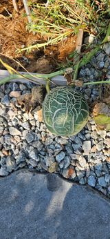 팜모닝 농사, 무엇이든 물어보세요!·참여글 게시글 이미지