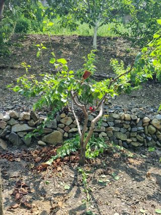 김용대님의 자유주제 · 자유게시판 작성글 사진