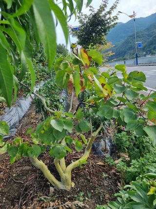 김용대님의 자유주제 · 자유게시판 작성글 사진