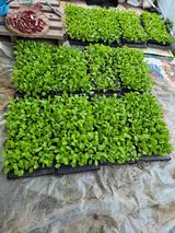 팜모닝 배추·영농일지 게시글 이미지