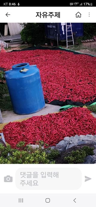 고추농사 정 미라님의 자유주제 · 자유게시판 작성글 사진