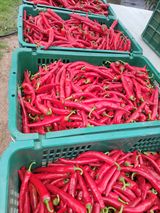 팜모닝 자유주제·자유게시판 게시글 이미지