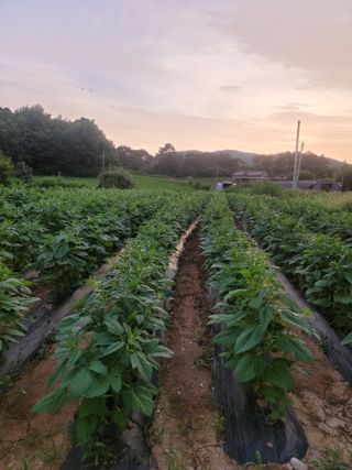 다둥이네농장님의 자유주제 · 자유게시판 작성글 사진