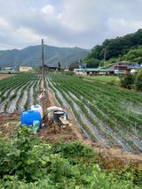 팜모닝 고추·영농일지 게시글 이미지