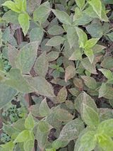 팜모닝 기타작물·병해충상담 게시글 이미지