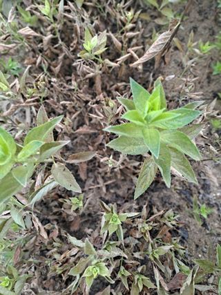 수국초보님의 기타작물 · 병해충상담 작성글 사진