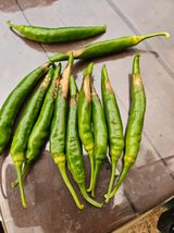 팜모닝 고추·병해충상담 게시글 이미지