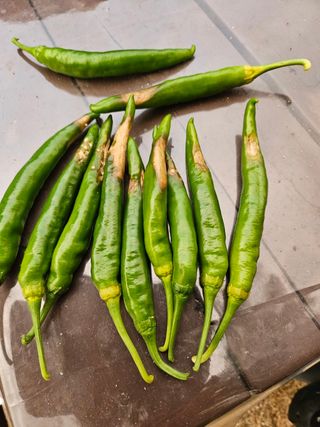 이강현님의 고추 · 병해충상담 작성글 사진