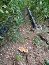 팜모닝 참깨·영농일지 게시글 이미지