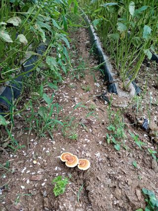 자연인님의 참깨 · 영농일지 작성글 사진