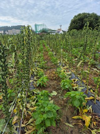 김연숙님의 참깨 · 영농일지 작성글 사진
