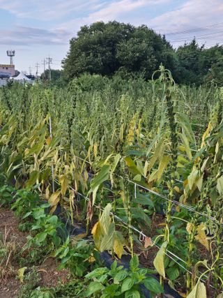 김연숙님의 참깨 · 영농일지 작성글 사진